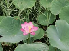 -天津东丽湖风景区