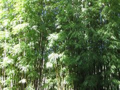 -蝴蝶泉公园