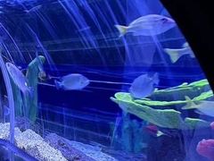 -上海海洋水族馆