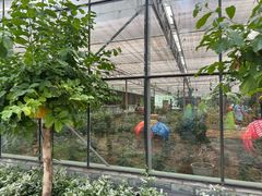 -南宫五洲植物乐园