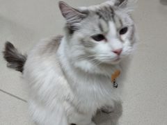 -藏猫猫咖啡主题馆(中央大道店)