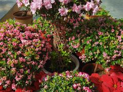 -石家庄市植物园