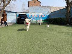 -宠物寄养训练学校