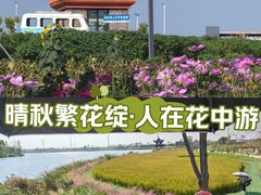 -杭州湾海上花田景区