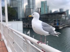 -飞跃加拿大