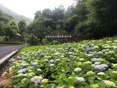-午潮山国家森林公园