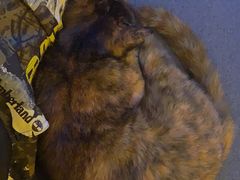 -Sirena海妖日咖夜酒