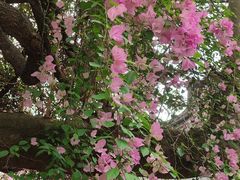 -深圳国际园林花卉博览园