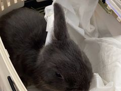 -北京观赏动物医院·24小时大型综合·猫专科·异宠专科