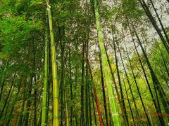 -冶父山国家森林公园