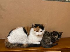 -大象厨房(重庆道店)