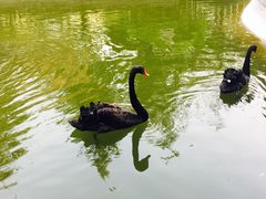 -园林格兰云天大酒店-太极名厨中餐厅