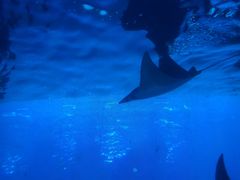 -迪拜水族馆及水下动物园