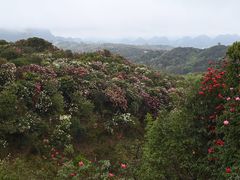 -贵州百里杜鹃风景名胜区