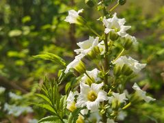 -北京鹫峰国家森林公园