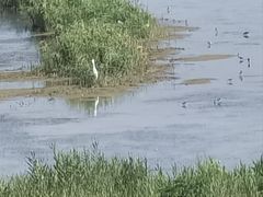-盐城丹顶鹤湿地生态旅游区