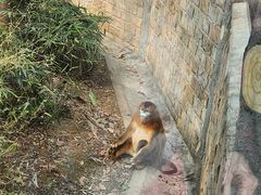 -成都动物园