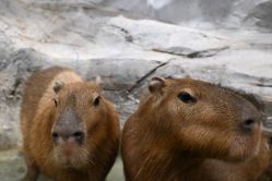 -Zoolung Zoolung动物主题公园(海信广场店)