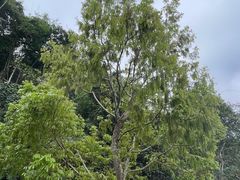-西双版纳原始森林公园