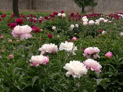 -老三羊汤【北兴隆街店】