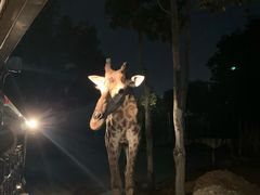 -清迈夜间动物园