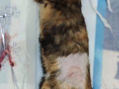 -瑞派康怡24h宠物医院·犬猫医疗中心·微创绝育(瑞景分院)