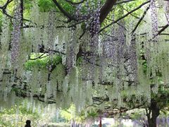 -嘉定紫藤园