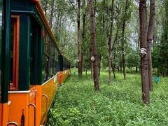 -合肥滨湖国家森林公园