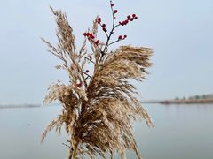 -野鸭湖国家湿地公园