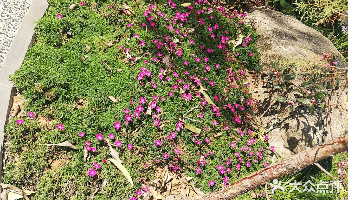 山櫻花盛開滿樹湖邊有白色蜀葵與墨西哥鼠尾草