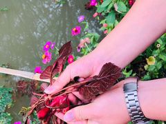 -长兴太湖图影湿地文化园