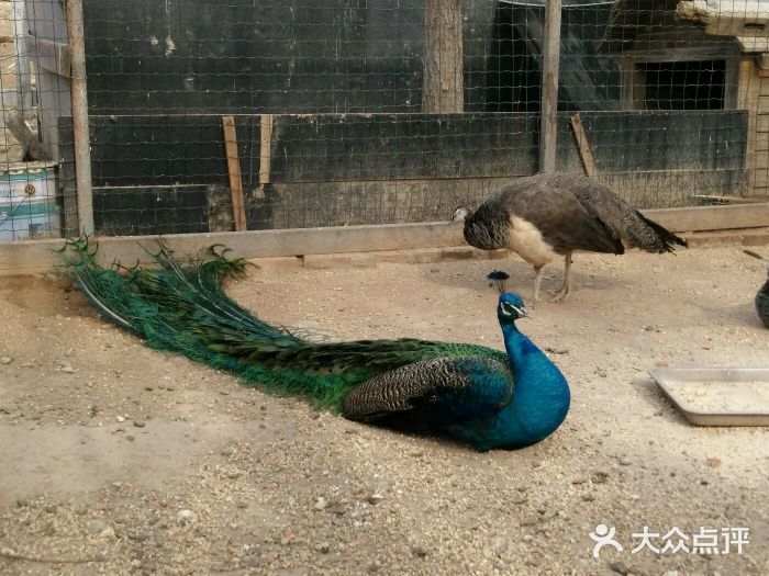 意大利农场度假村图片