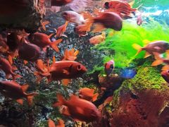 -太平洋海底世界