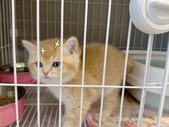 -翊宠yipet猫狗购宠庄园犬舍•猫舍