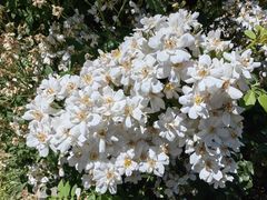 -阿方索十二世纪念碑