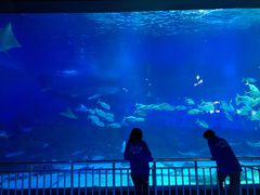 -烟台海昌鲸鲨海洋公园