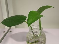 -真我樣照相馆·身份证·证件照·外拍(环球港店)