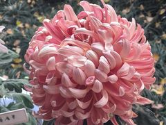 -杭州植物园