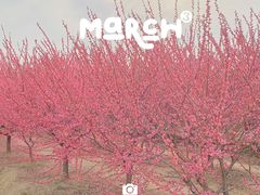 -香雪海