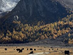 -稻城亚丁景区-冲古草甸