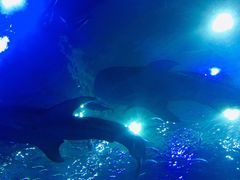 -成都浩海立方海洋公园