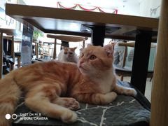 -平行世界·猫咖(首经贸店)