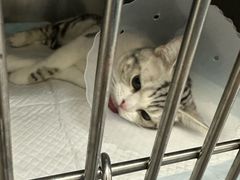 -中农国际动物医院24小时·猫科·骨科·急重症中心