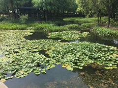 -尚贤河湿地