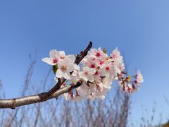 -高东镇樱花园