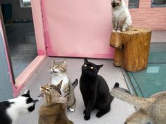 -喵屿·大理花园猫咖