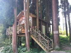 -武陵山森林公园
