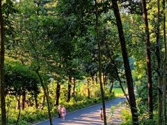 -深圳仙湖植物园