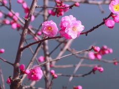 -望江楼公园