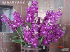 DSC09475-甲21号招待所